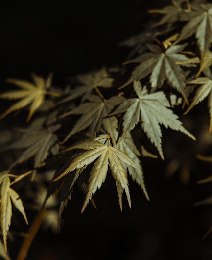 Марихуана свойства и правовой статус в России и Крыму