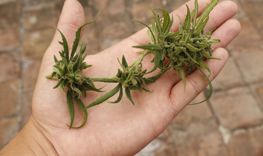 Наркотические средства и психоактивные вещества: виды и риски связанные с их употреблением