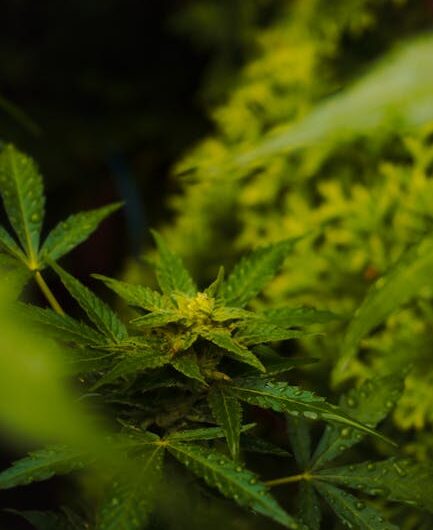 OMG и его роль в даркнете