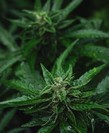 Выращивание марихуаны из семян