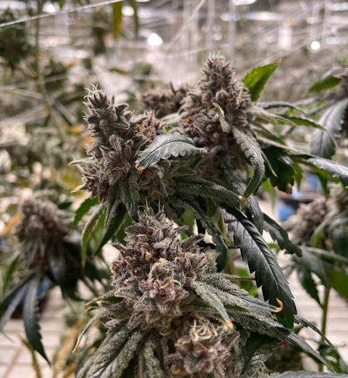 Оптимальные сроки посадки конопли и подготовка семян к посеву