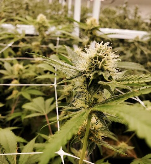 Магазин семян конопли и марихуаны онлайн покупка семян каннабиса с доставкой