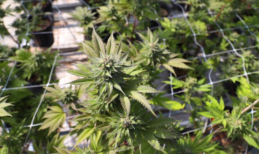 Семена конопли Indica Champions Pack feminised Paradise Seeds