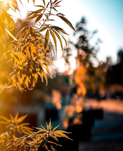 Тесты на наркотики