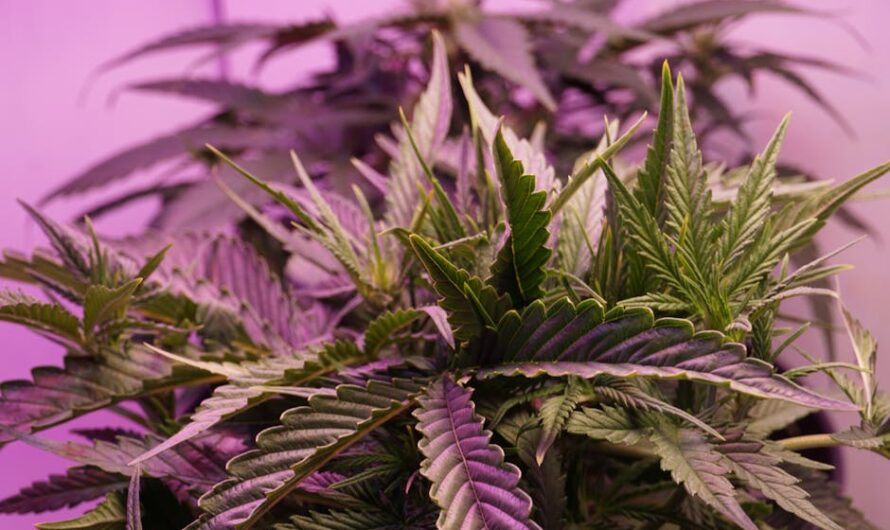 Покупка семян марихуаны онлайн в России