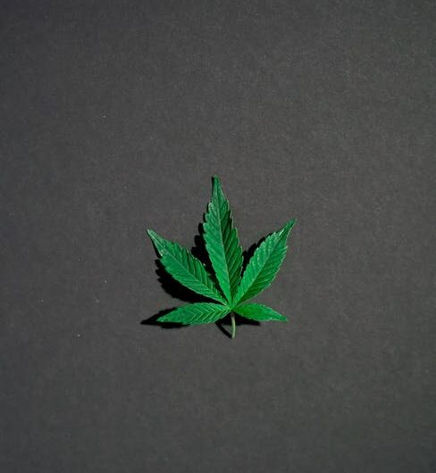 Семена конопли свойства и применение