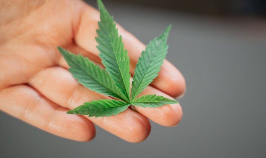 Хранение семян конопли и обеспечение их жизнеспособности