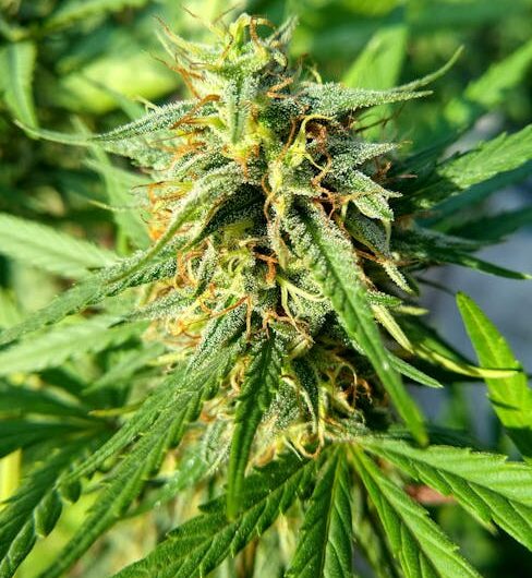 Покупка наркотиков оптом в России