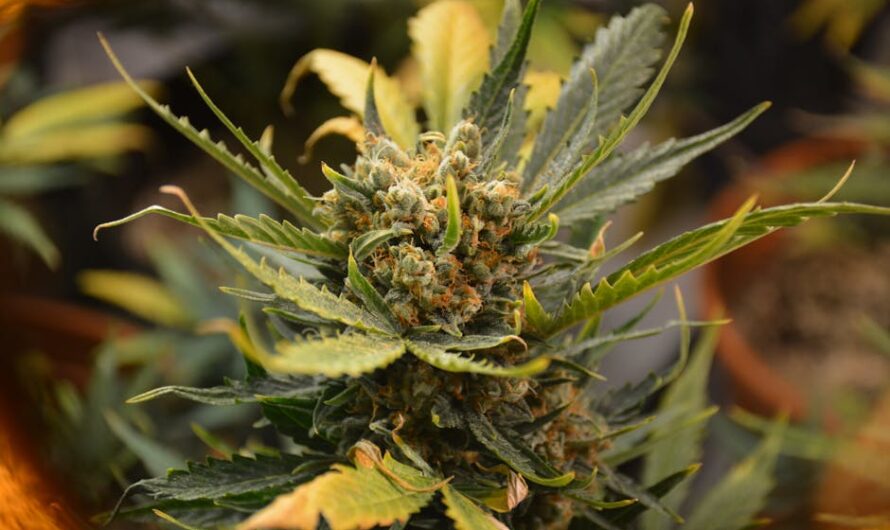 Польза и использование семян конопли в кулинарии и здоровом питании