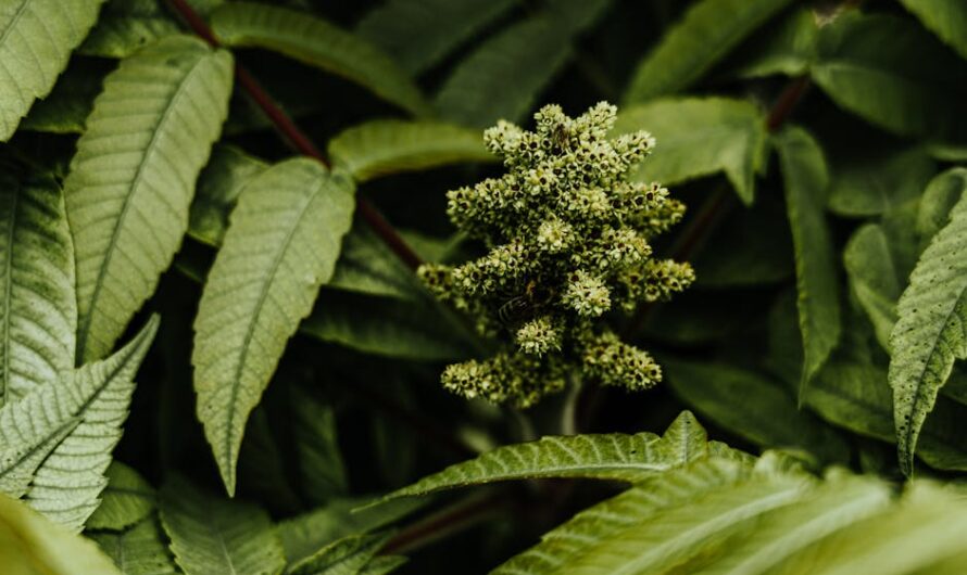 Неавтоцветущие семена конопли обзор и характеристики