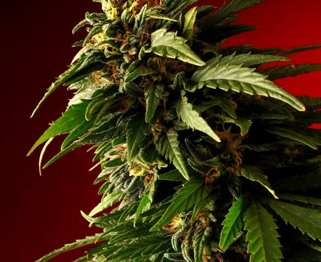 Спайс трава и ее воздействие на организм