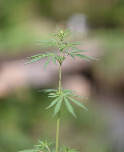 Купить гашиш в Новомосковске и Туле