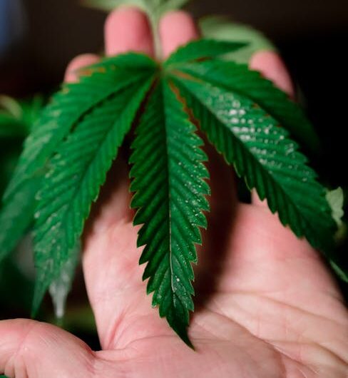 Сорта и семена конопли: особенности и критерии выбора