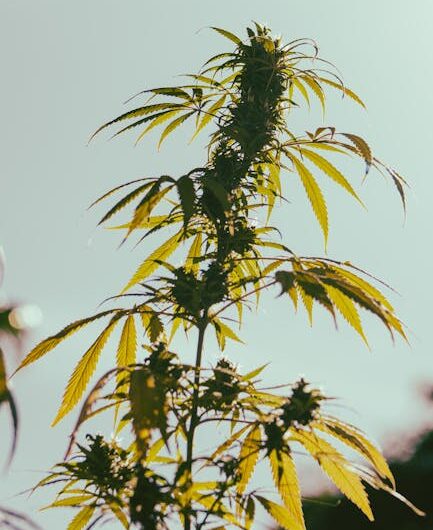 Семена конопли и их влияние на качество сна