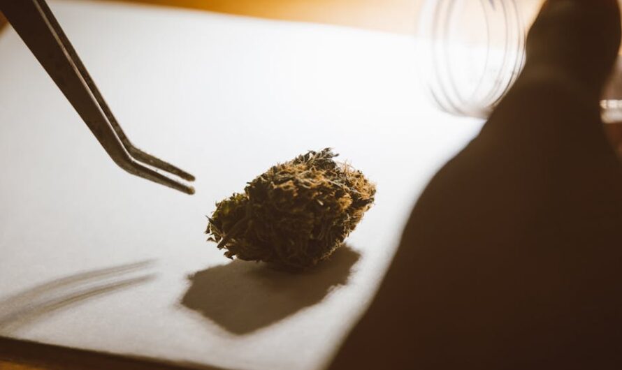 Феминизированные семена конопли Super OG Kush от Pyramid Seeds