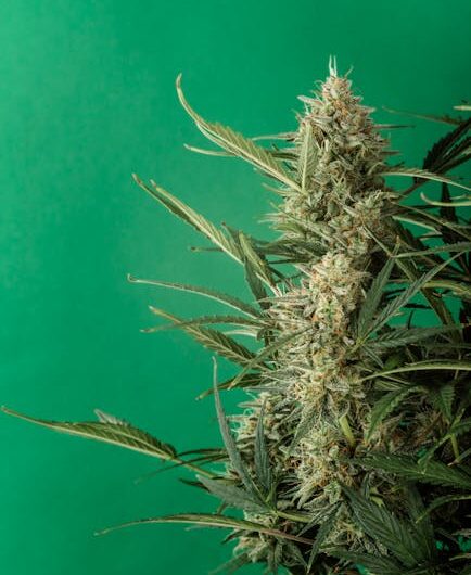 Покупка семян конопли онлайн и доставка почтой