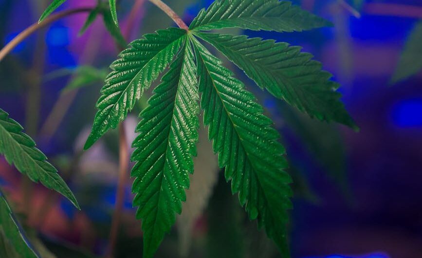 Сорт конопли Double Tangie Banana от Crockett Family Farms характеристики и выращивание