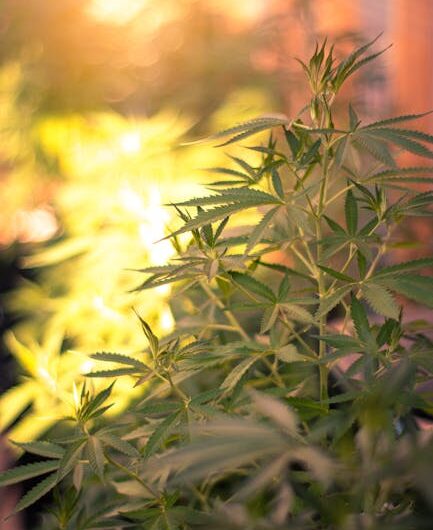 Голландские семена конопли высокого качества