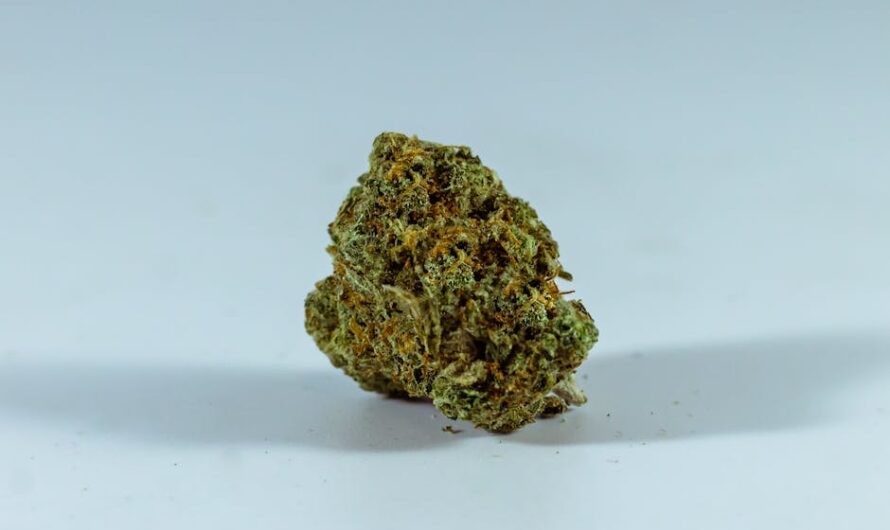 Выращивание конопли и уход за растениями