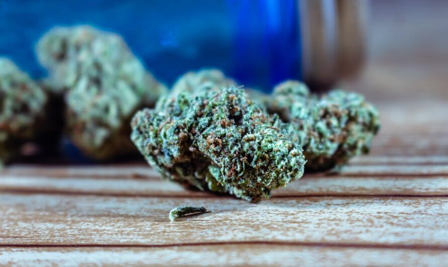 Семена конопли Laughing Buddha feminised от Barneys Farm