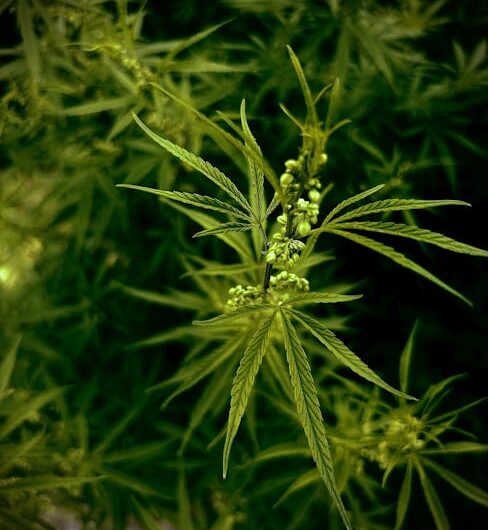 Приобретение семян конопли в Москве и их свойства