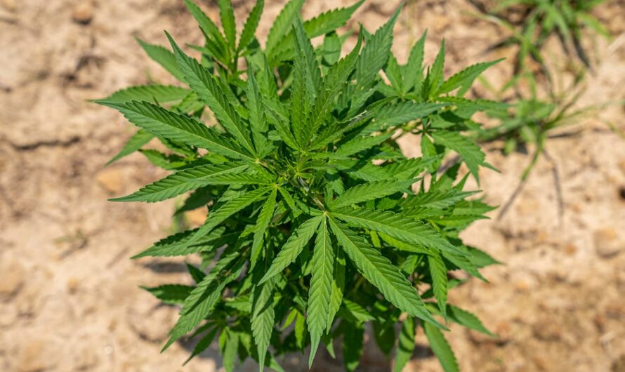 Конопля и ее применение в современном мире