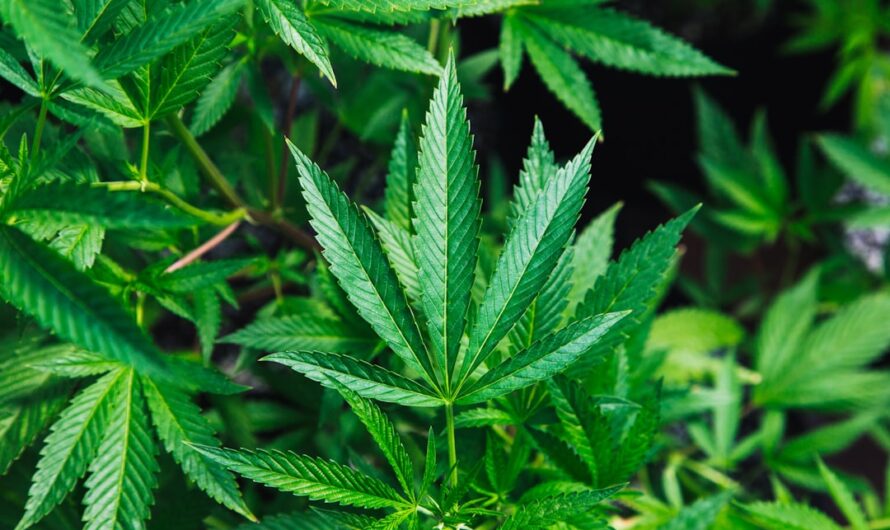 Сорт конопли Auto Kalashnikova от Ganja Seeds