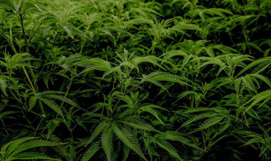 Как молоть семена конопли