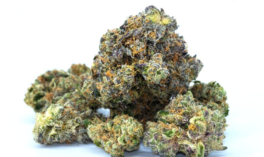 Проращивание Семян Марихуаны Пошаговое Руководство