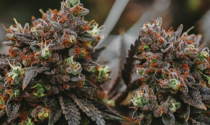 Последствия употребления спайса