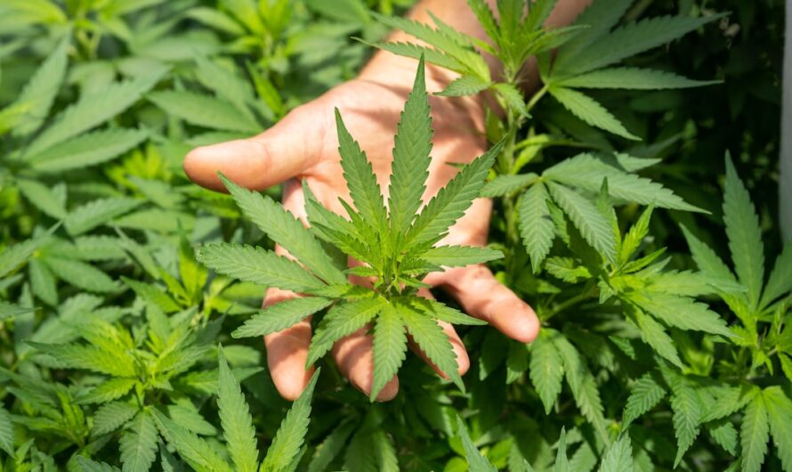 Семена конопли где купить и как использовать легально