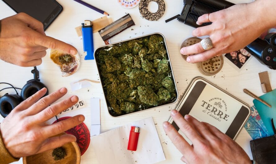 Выращивание конопли из семян