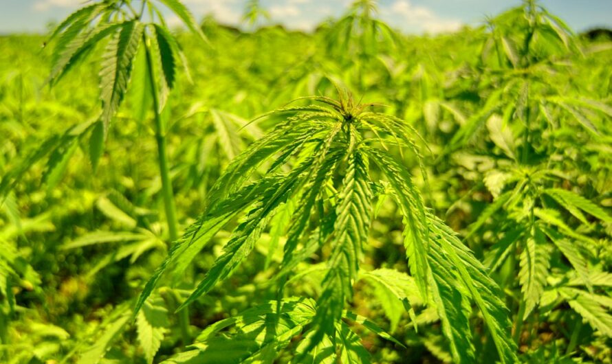 Купить гашиш в Москве