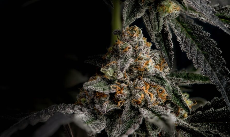 Семена конопли польза и применение