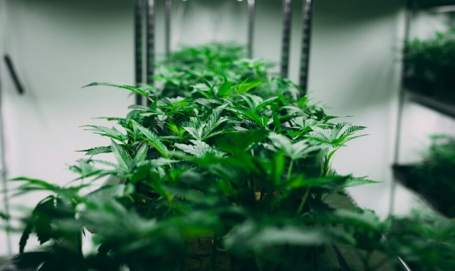 Правовой статус и особенности приобретения марихуаны в Пензе