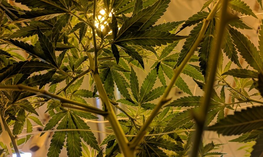 Гашиш свойства и параметры и покупка в Тюмени