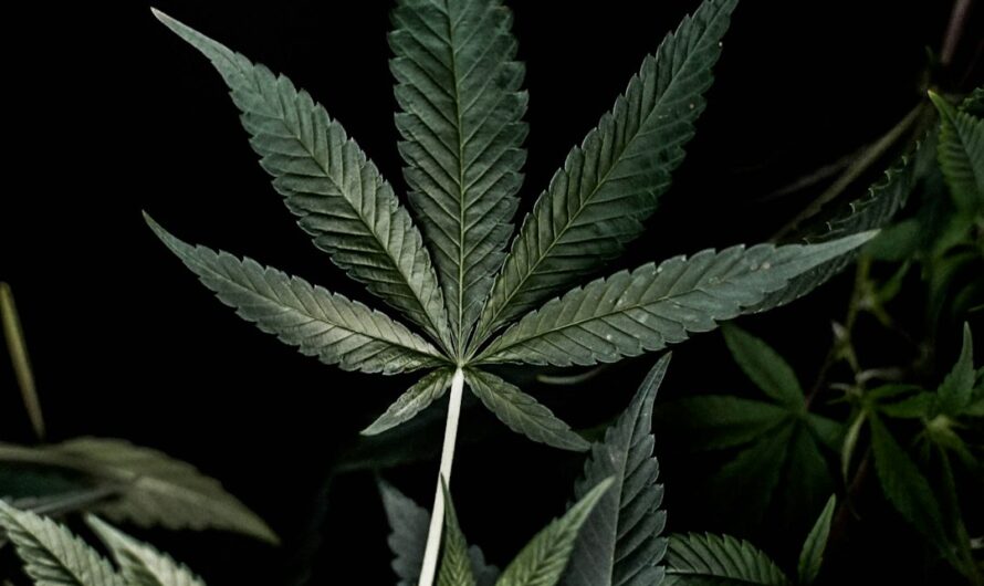 Курение семян конопли и его потенциальные последствия