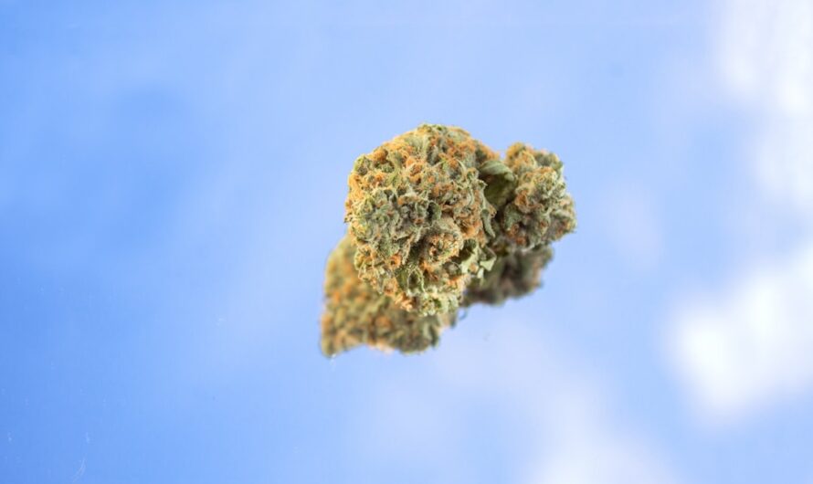 Семена конопли и марихуаны свойства и применение