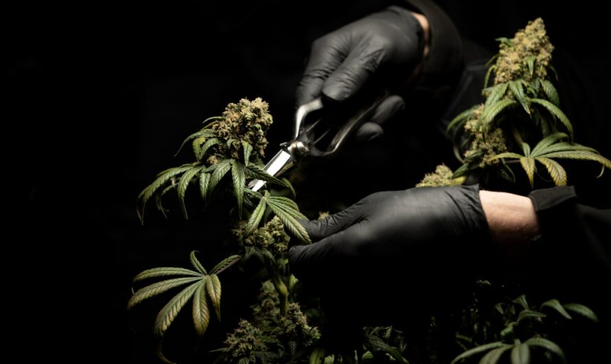 Выращивание конопли в открытом грунте