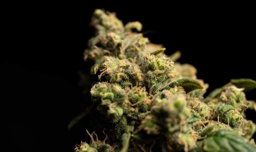 Семена конопли и критерии выбора магазина для их покупки