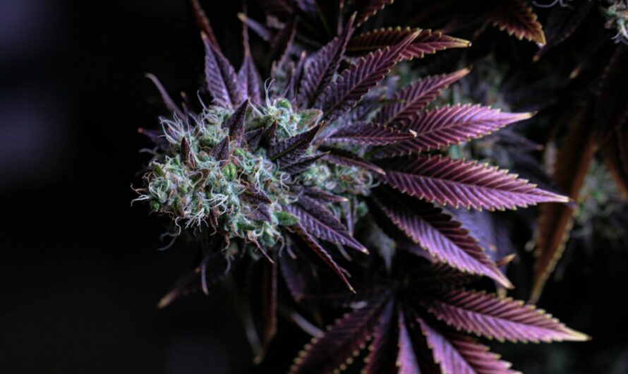 Приобретение Спайса в Екатеринбурге