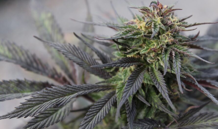 Купить спайс в Рязани онлайн