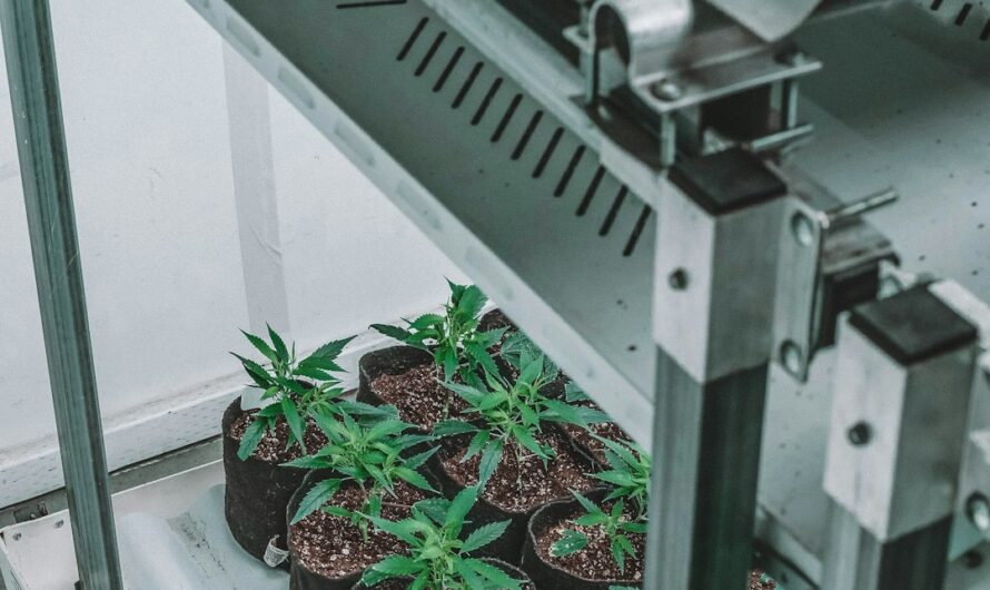 Конопляное семя полезные свойства и применение