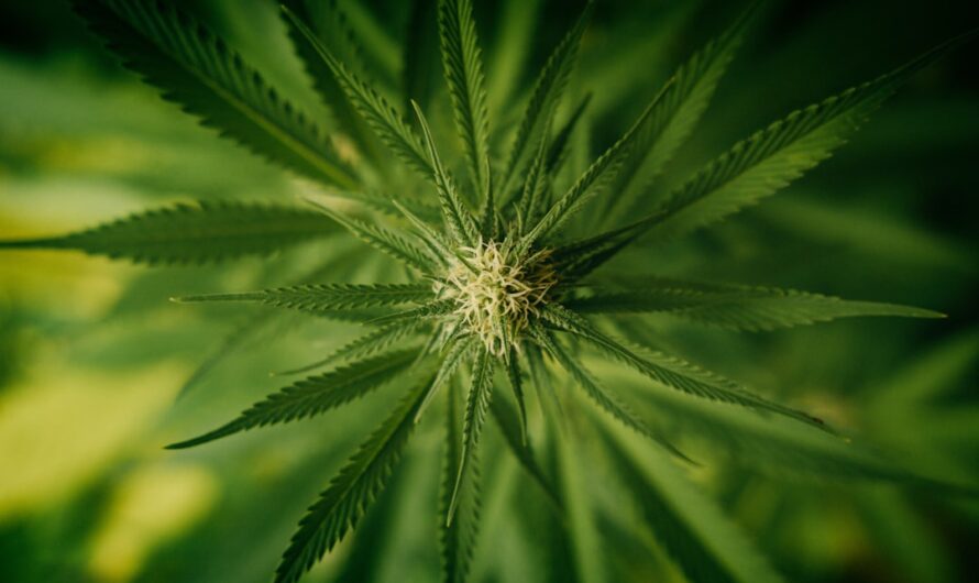 Описание сорта семян конопли Black Jack CBD feminised