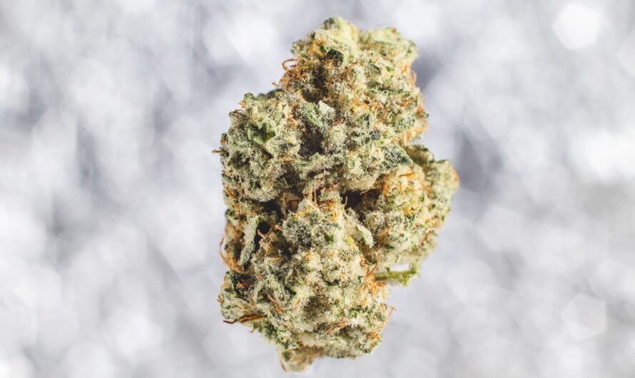 Купля семян марихуаны в Петербурге