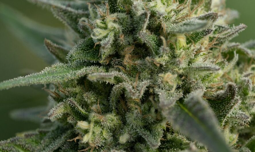 Конопля в интерьере и обои из конопли преимущества и характеристики