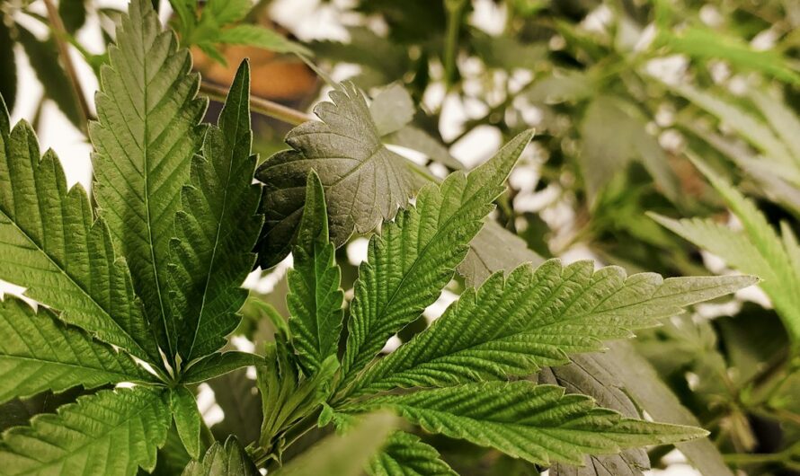 Сорт конопли Do Si Dos feminised от Pyramid Seeds