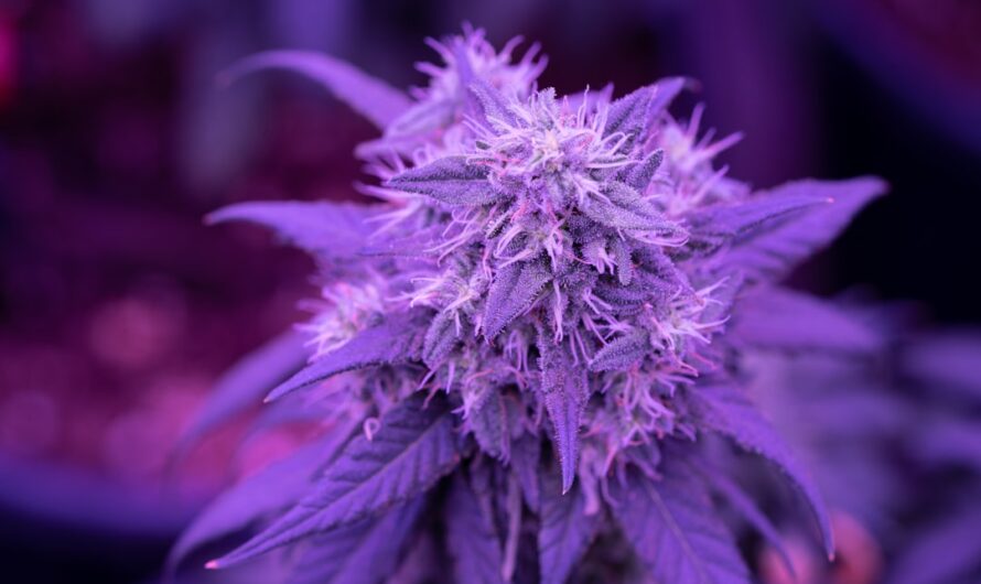 Семена марихуаны и их использование