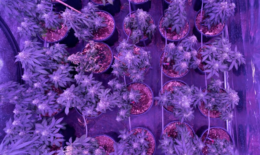 Выращивание конопли в домашних условиях