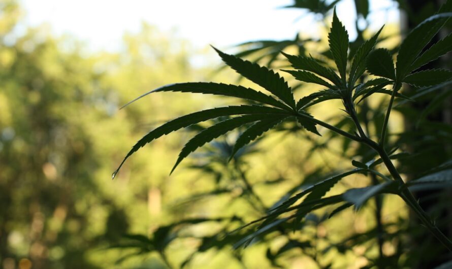 Подготовка семян конопли к посадке последовательный план